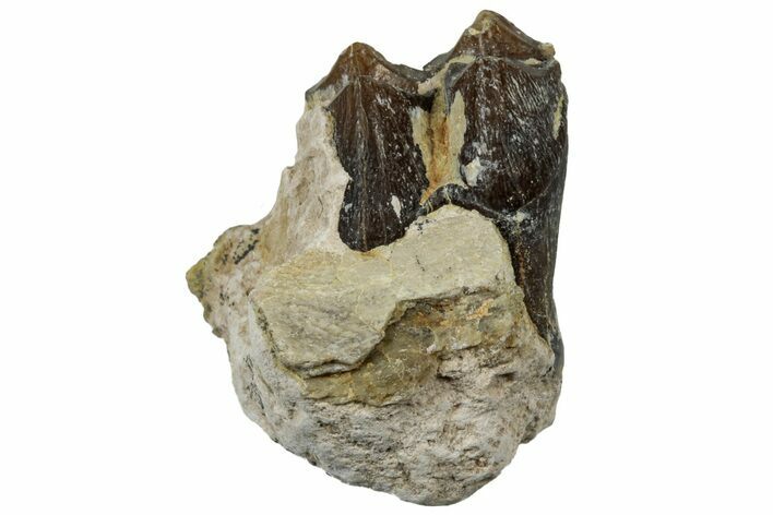 Fossil Oreodont (Merycoidodon) Jaw Section - South Dakota #300288